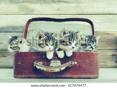 Four kittens sitting in a vintage suitcase on wooden background