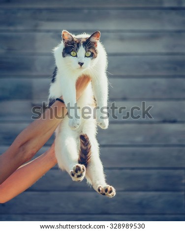 Female hands holding curiosity cat with black nose on wooden background, cat looking at camera
