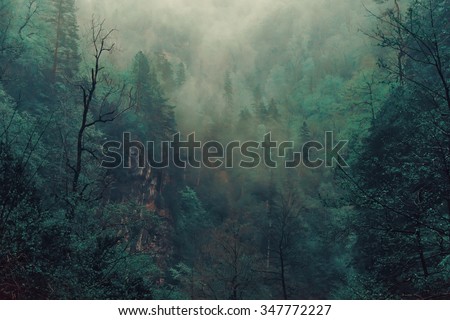 Beautiful mystical landscape. Fog in the forest, dark color. Mist among woods