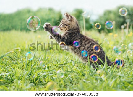 Kitten playing with soap bubbles on green field in summer, side view