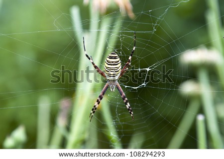 large colorful spider on the web