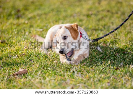 Labrador Retriever Puppy Dog in a park at dressage lesson