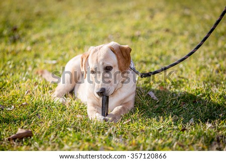 Labrador Retriever Puppy Dog in a park at dressage lesson