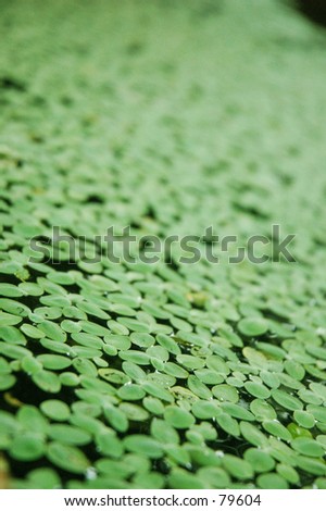 pond of weed