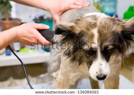 Grooming dog
