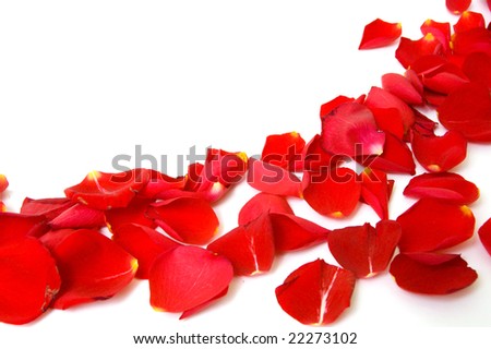 red rose background. stock photo : red rose petals