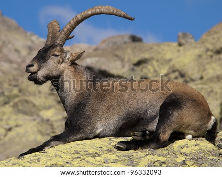 Mountain goat, Capra pyrenaica victoriae