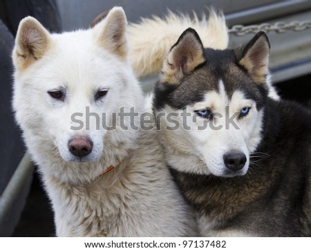 sled dogs