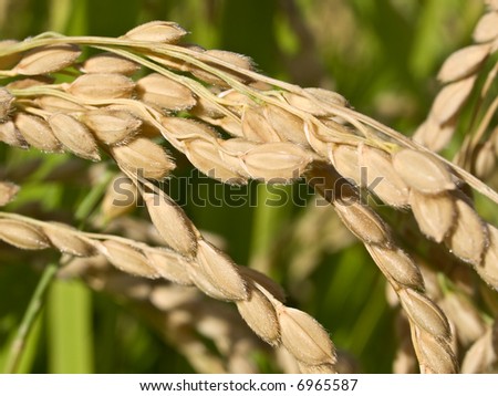 Macro close-up of rice growing on the plant showing fine hair on the husk of the rice grains