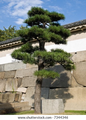 Japanese Ornamental Tree