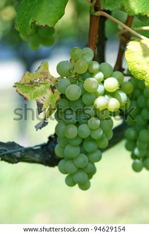 organic green grapes growing on a grapevine in South Island, New Zealand/Organic White Wine Grapes on the vine in New Zealand.