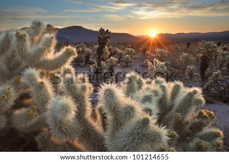 Chollas Cactus Sunrise Joshua Tree National Park, California