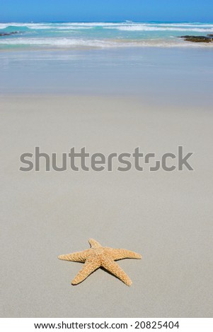 photo Starfish on beach