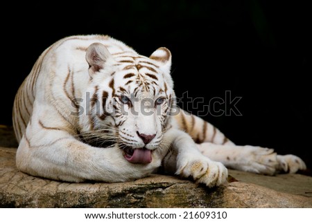 White tiger licking paw