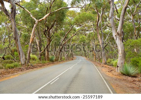Road under gum trees Kangaroo Island South Australia