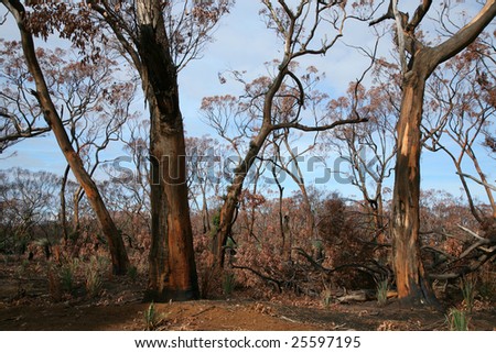 After a wild fire Kangaroo Island South Australia
