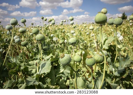 Opium poppies