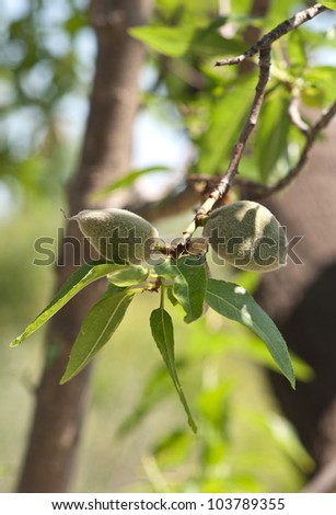 two verdant almond fruits on a branch with the almond tree in the background