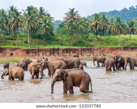 Elephants watering bathing in a tropical river, Pinnawala Elephant Orphanage, Sri Lanka