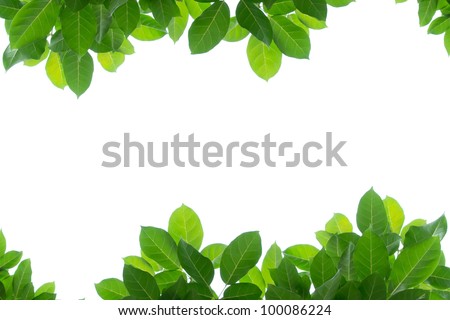 Green leaf isolated background