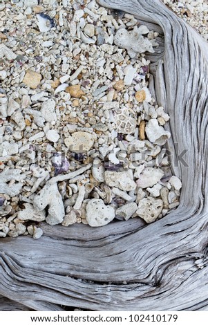 Abstract dry white corals on the beach