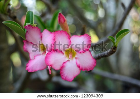 Pink desert or impala lilly