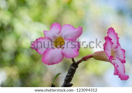 Pink desert or impala lilly