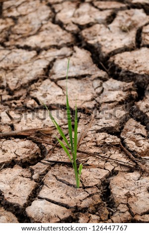 Small plant growth between cracked soil texture