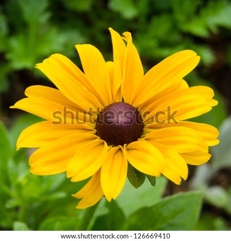 Bright yellow rudbeckia or Black Eyed Susan flowers