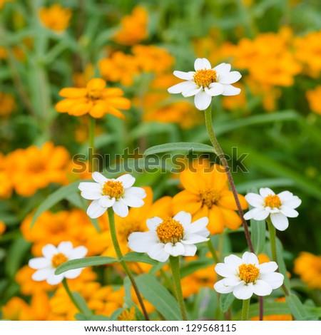 Beautiful blooming flowers orange color