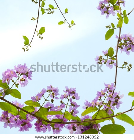 purple flowers on blue sky background