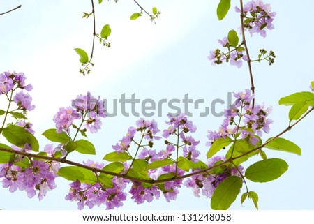 purple flowers on blue sky background