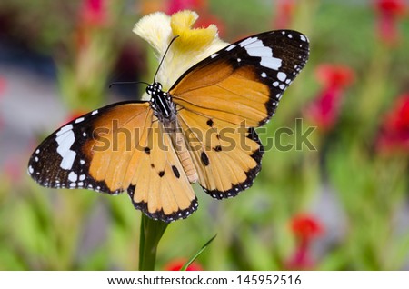 butterfly close up