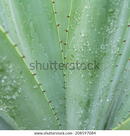 Sharp pointed agave plant leaves