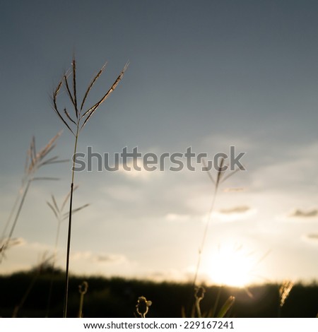 wild flowers silhouette with sunset background