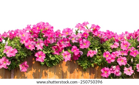 pink flowers isolated