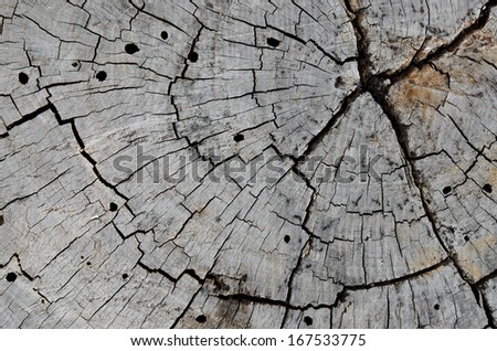 old stump is cut and polish the surface. it use for garden decoration