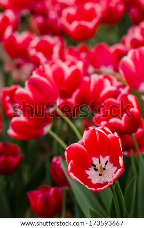 red tulips family at garden in thailand