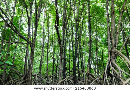 mangrove forest conservation area in rayong, thailand