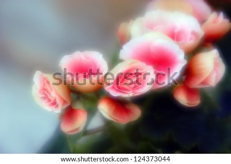 A diagonal row of pink roses captured by soft-focus lens.