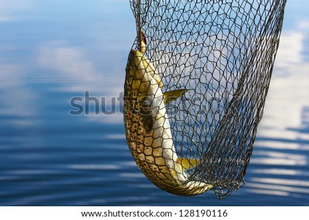 Trout In Scoopnet, Fishing From Boat On Lake Inari In Lapland (Finland).