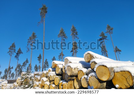 Seed pines on lumbering pace with harvested timber pile in foreground.