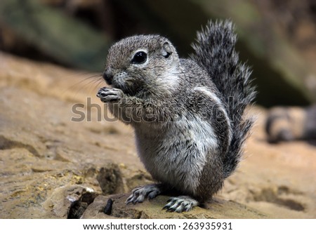 Chipmunk eating a seed on rocky ground.