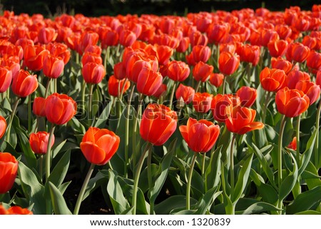 tulip festival in Ottawa