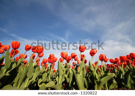 red flowers at spring