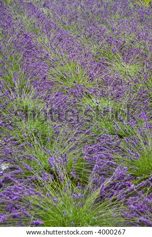 a lavender field in France in purple and green