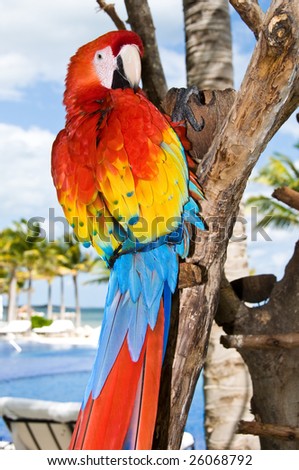 Red Parrot with yellow and blue feathers