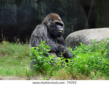 A silver back gorilla eating a lemon wedge