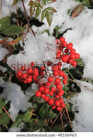 Red Winter berries surrounded by fresh snowfall.