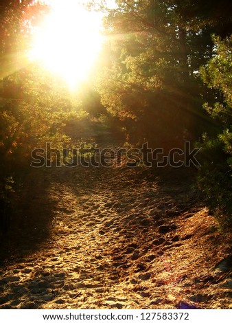 Forest track in a beautiful sunlight
